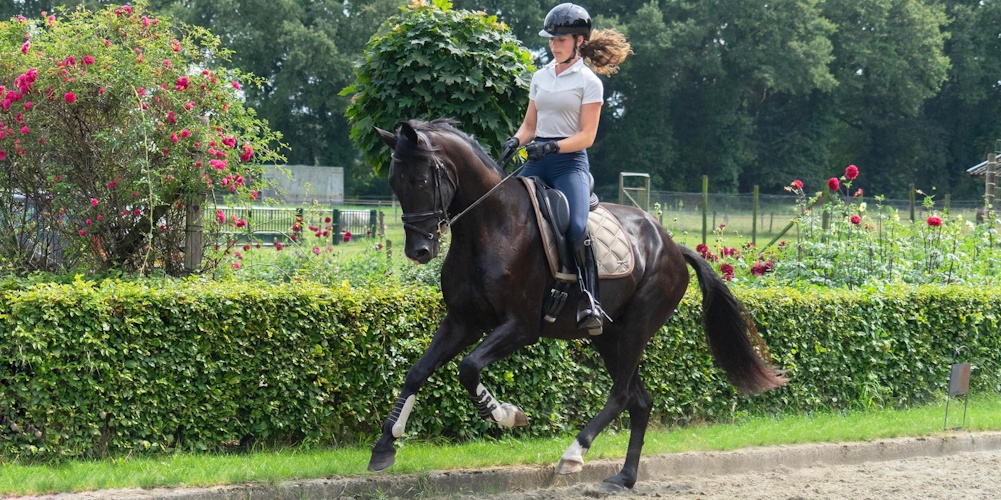 VAN JONGE AANWAS TOT SPORTPAARD